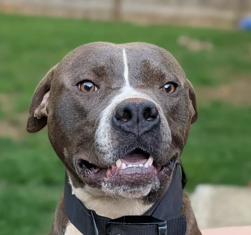 A young large-sized male Pit Bull Terrier dog named Zeus for adoption in Statesville, NC