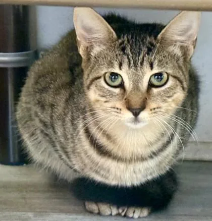 A baby small-sized female Domestic Short Hair cat named Cupcake for adoption in Port Saint Joe, FL