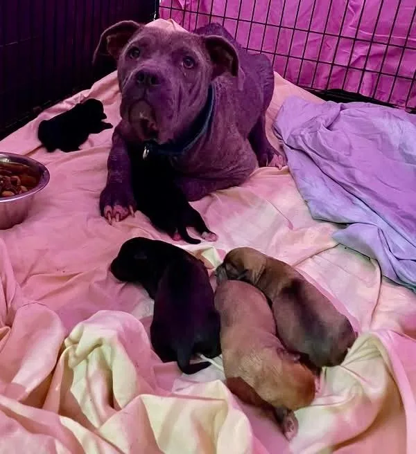 A young medium-sized female Pit Bull Terrier dog named Lady for adoption in Newnan, GA