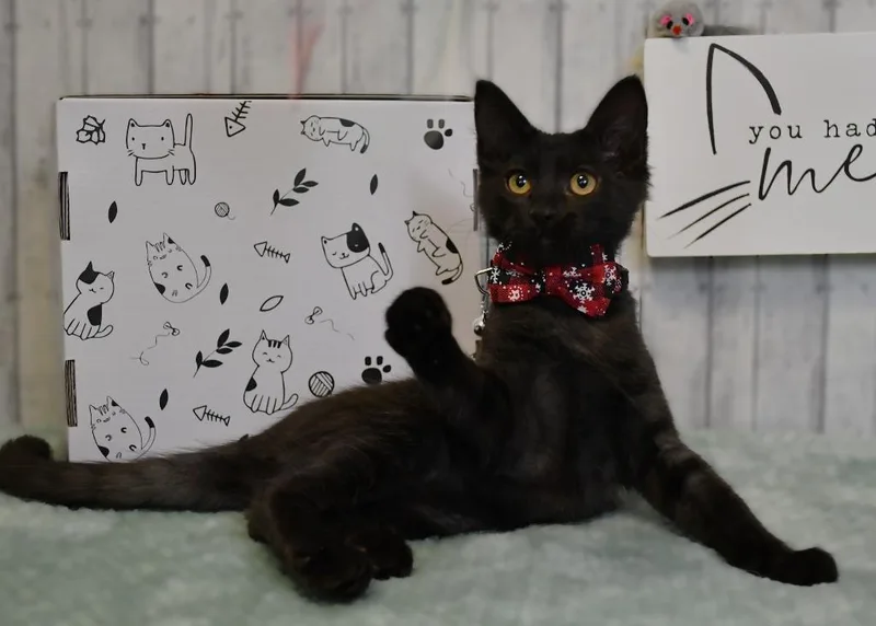 A baby small-sized male Domestic Medium Hair cat named McCoy for adoption in Roanoke, TX