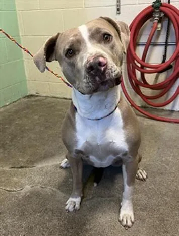 An adult medium-sized female Pit Bull Terrier dog named Speckle for adoption in Sacramento, CA