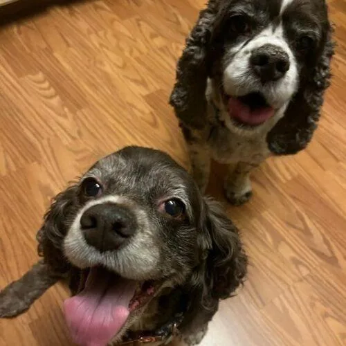 A senior medium-sized female Cocker Spaniel dog named Amie C for adoption in Parker, CO
