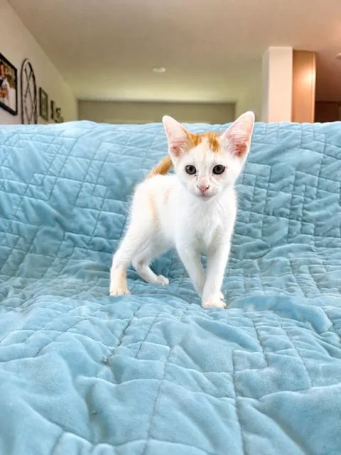 A baby medium-sized male Orange & White Domestic Short Hair cat named Duck for adoption in Houston, TX