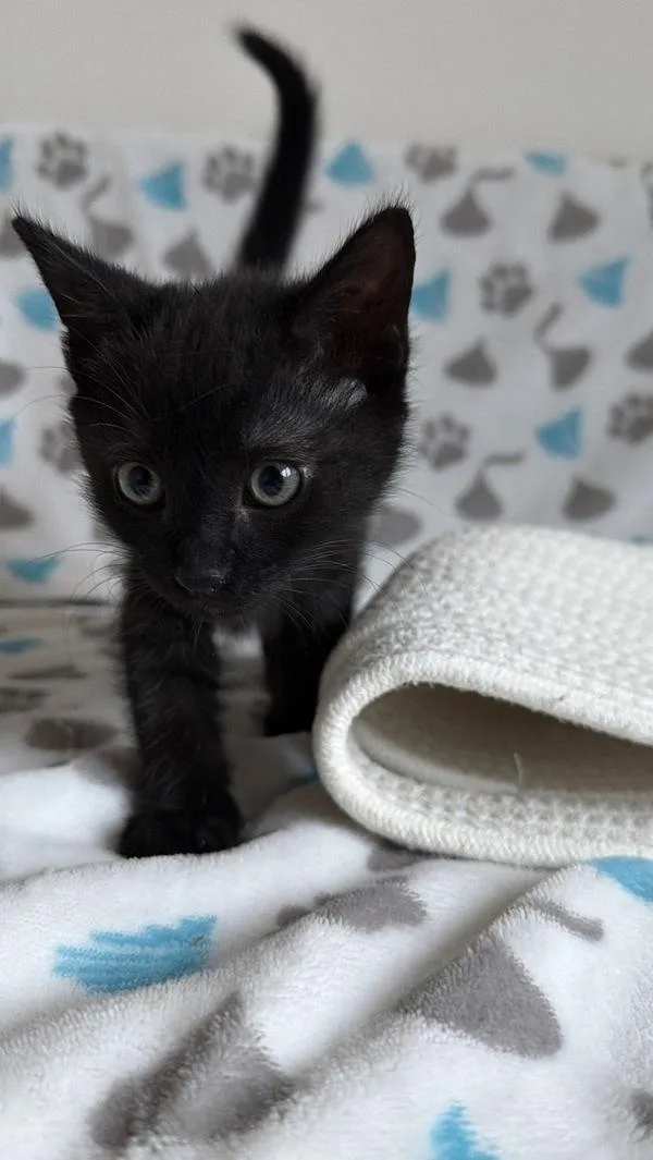A baby small-sized female Domestic Short Hair cat named Cappuccino for adoption in Santa Rosa, CA
