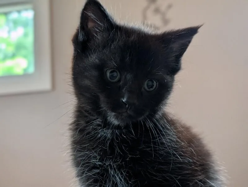 A young medium-sized male Black Domestic Short Hair cat named Randy Bo Bandy for adoption in Adrian, MI