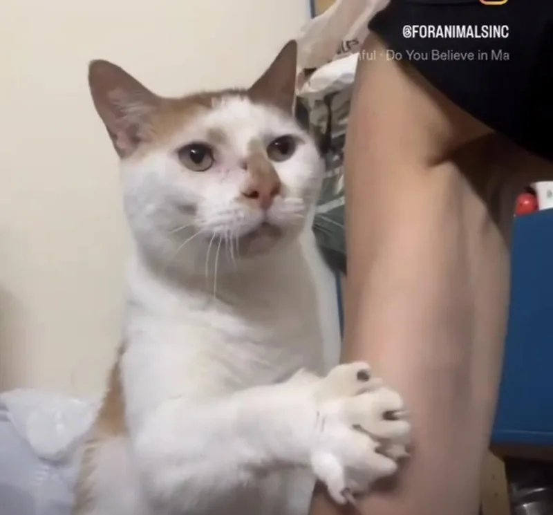 A senior large-sized male Domestic Short Hair cat named Magic for adoption in South Ozone Park, NY