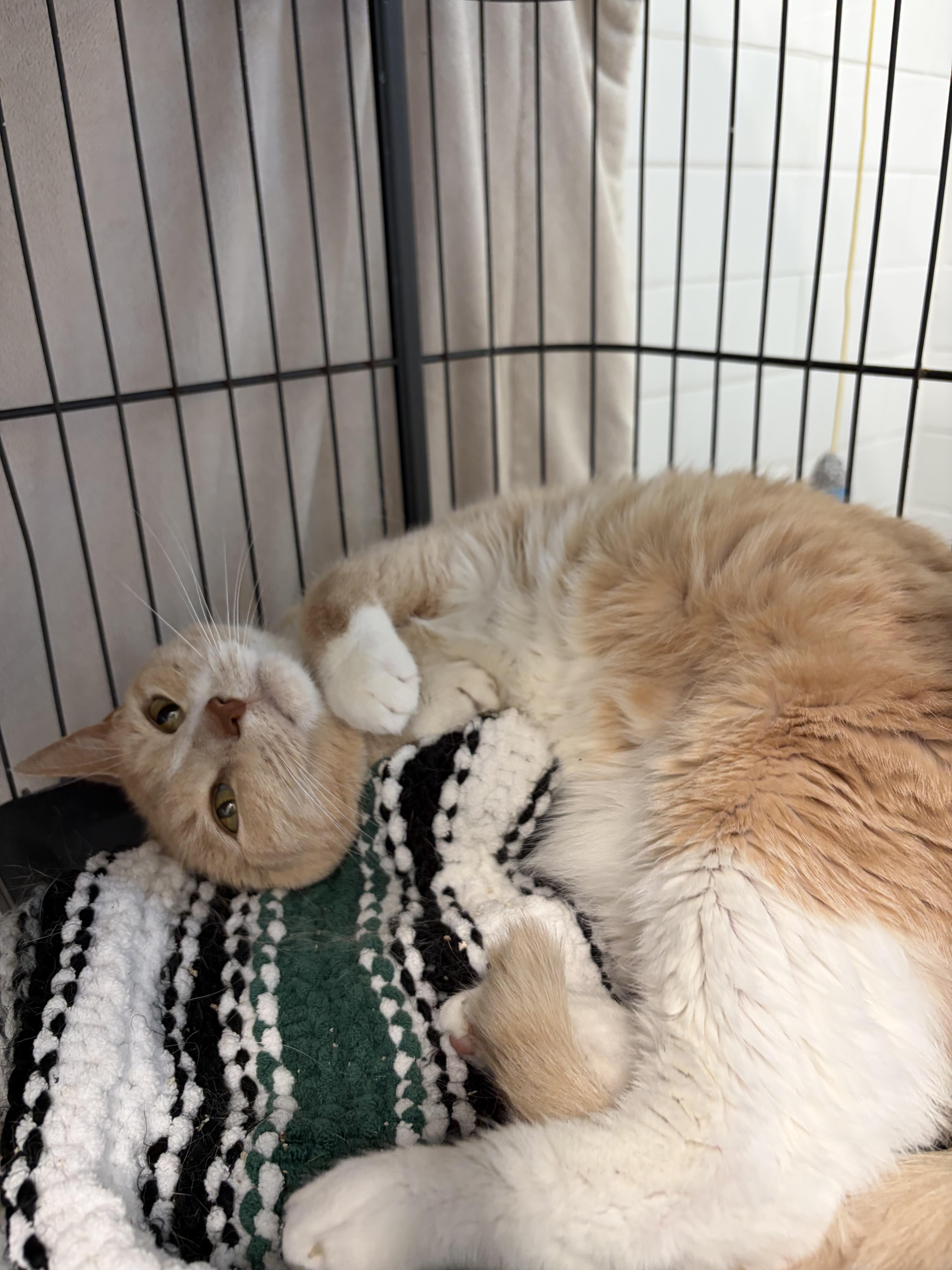 A senior extra large-sized male Domestic Short Hair cat named Olaf for adoption in St Petersburg, FL