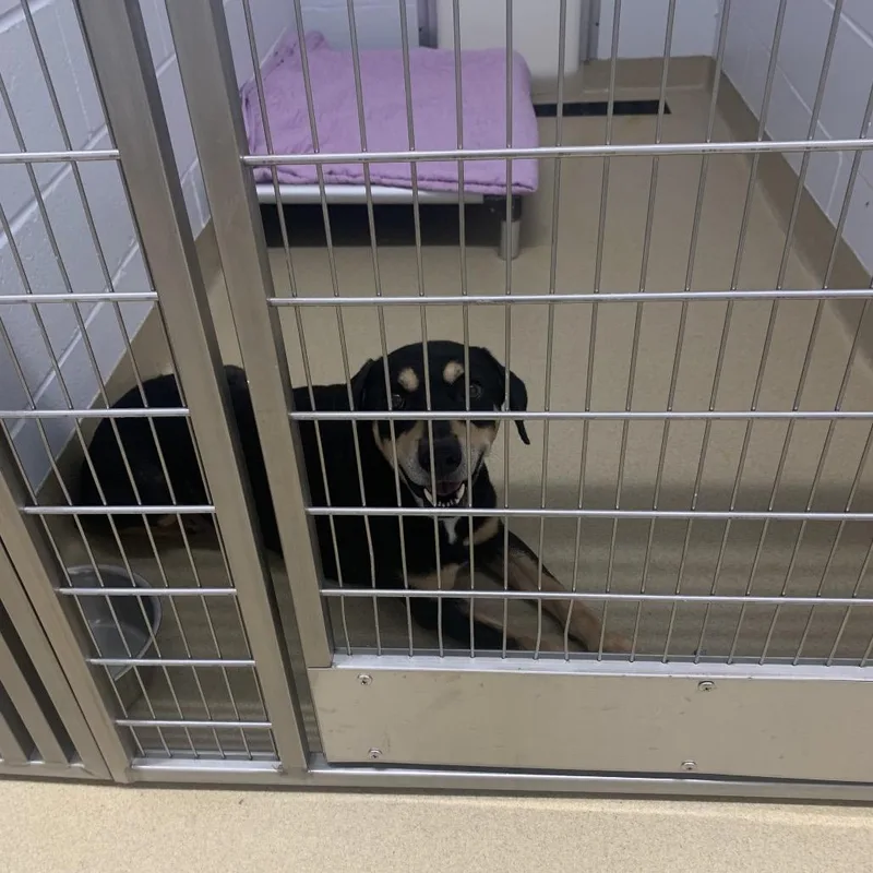 An adult small-sized male Black Terrier dog named Bingo for adoption in West Palm Beach, FL