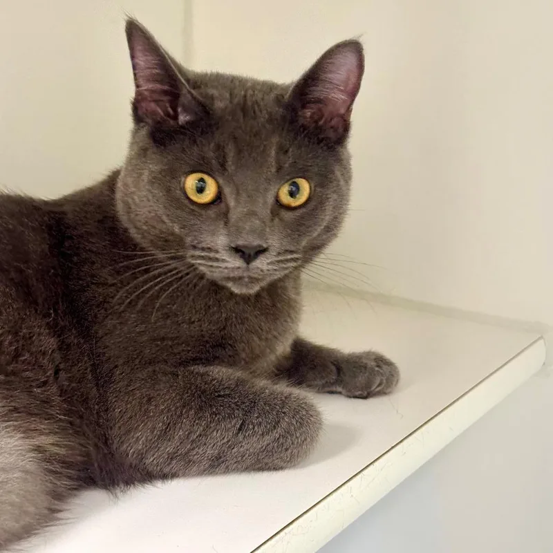 A young medium-sized male Gray / Blue / Silver Domestic Short Hair cat named Grayson for adoption in Long Beach, CA