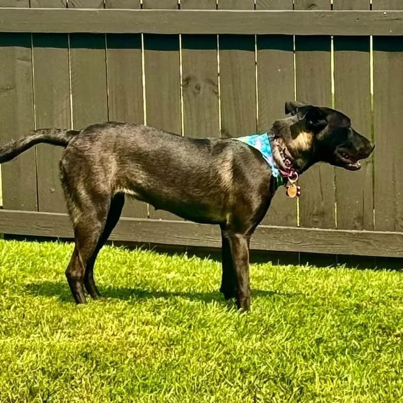 A young small-sized female Labrador Retriever dog named Charlotte for adoption in Enterprise, AL