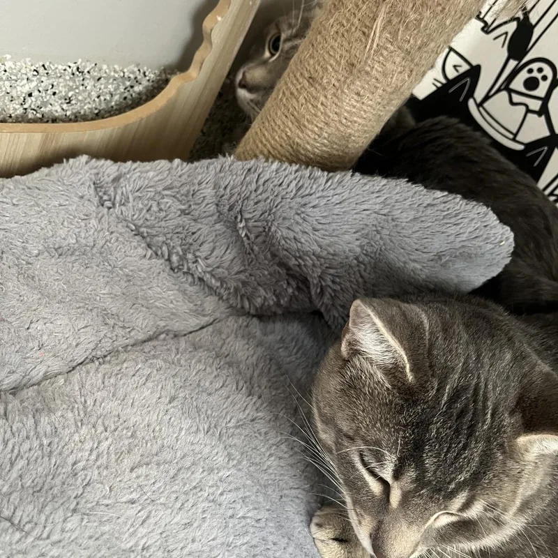 A young large-sized male Gray / Blue / Silver Domestic Short Hair cat named Slim Easy for adoption in Oak Park, IL