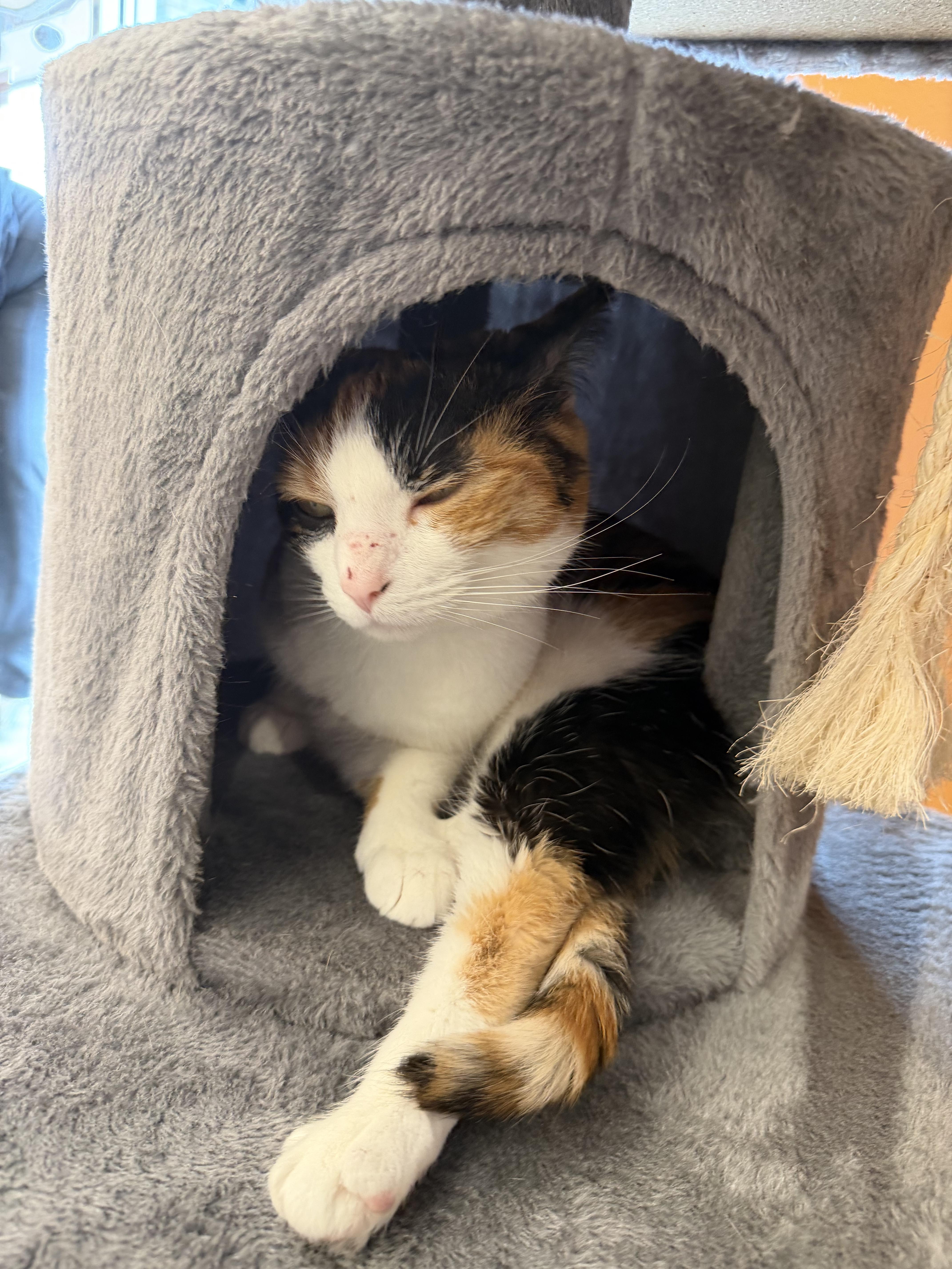 Pinto Bean thumbnail 2