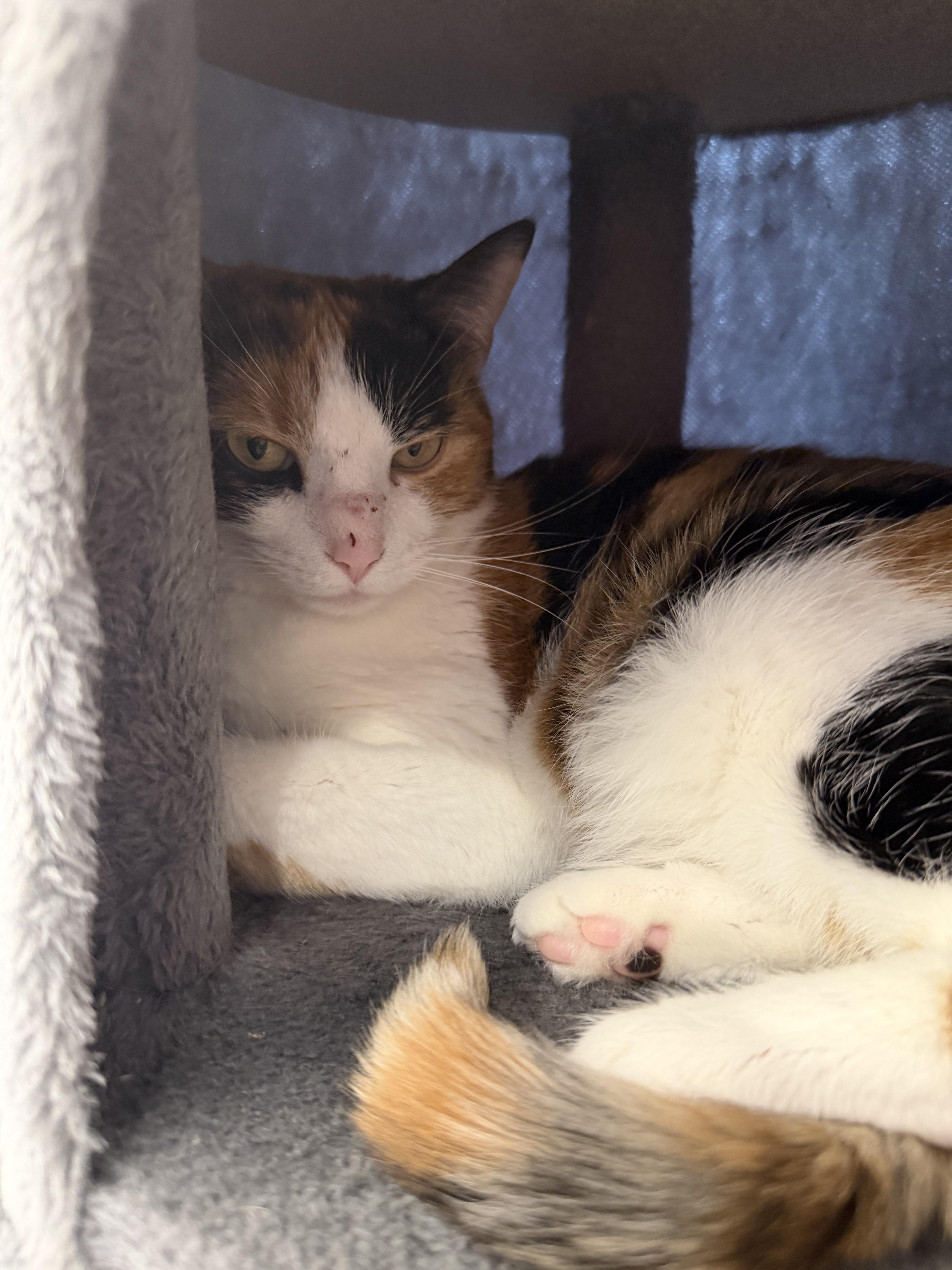 Pinto Bean thumbnail 3