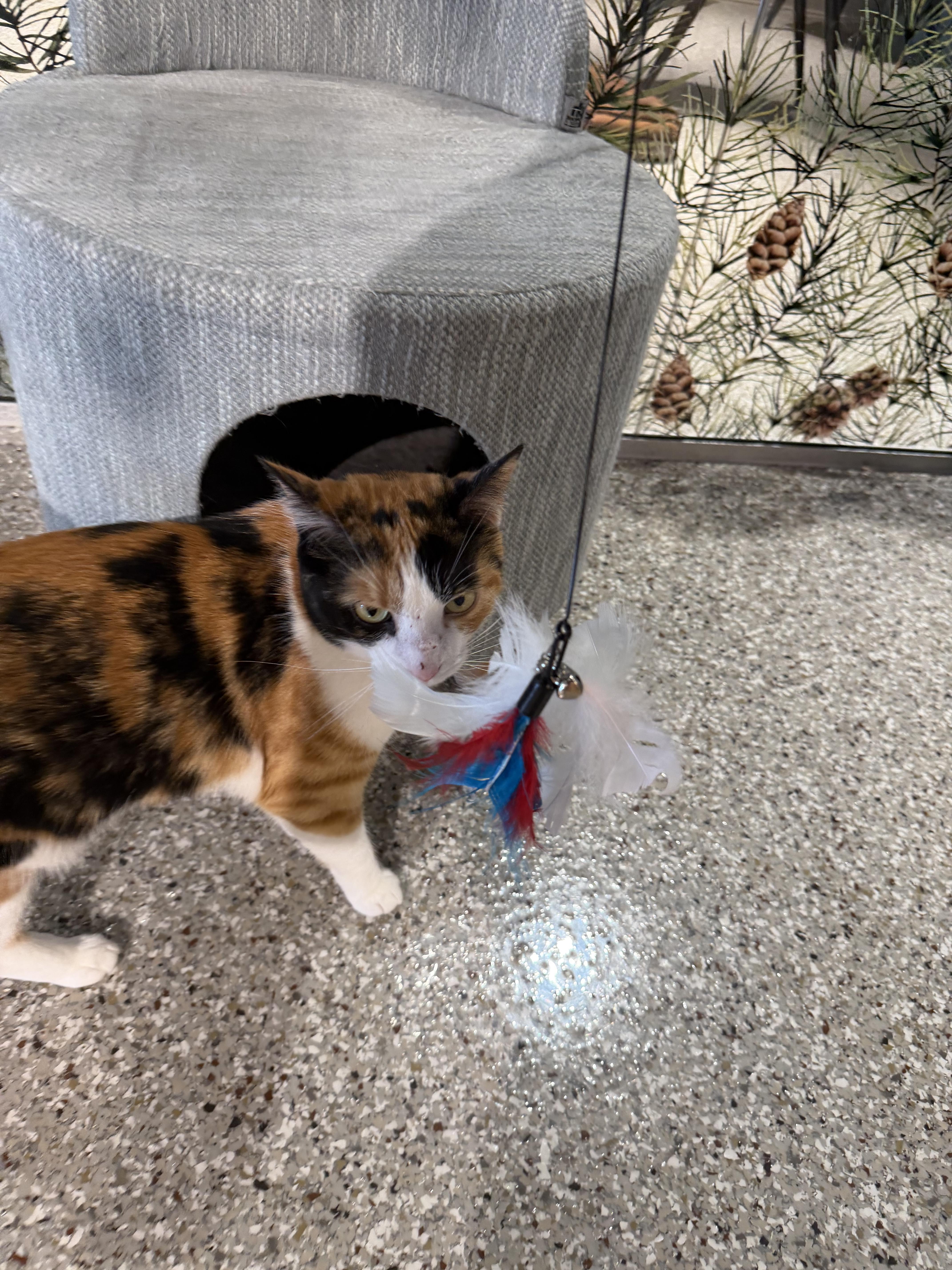 Pinto Bean thumbnail 4