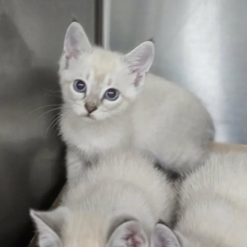 A baby small-sized male Siamese cat named Eddie for adoption in North Arlington, NJ