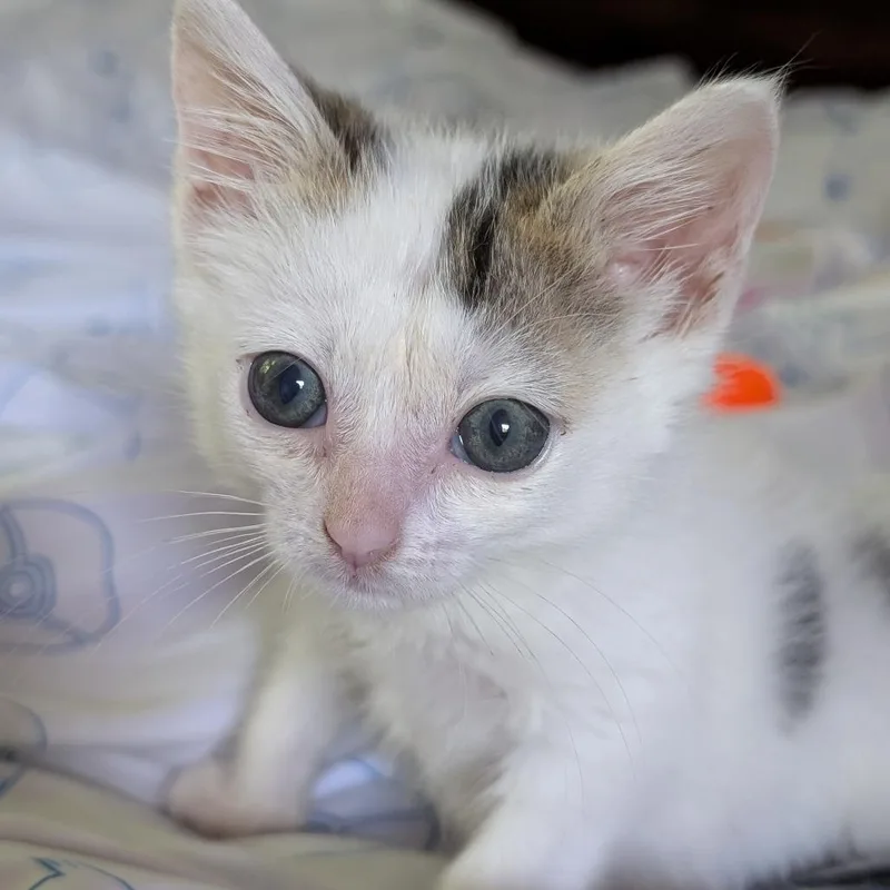 A baby small-sized male Domestic Short Hair cat named Sunny for adoption in Chattanooga, TN