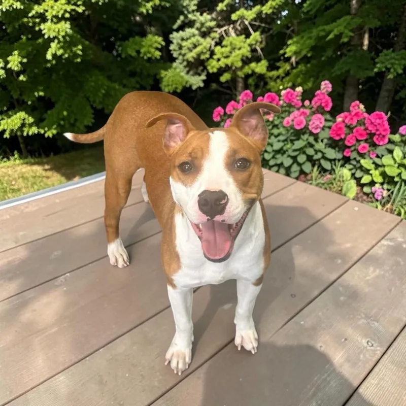 A young medium-sized female Golden Mixed Breed dog named Penny for adoption in Fort Worth, TX