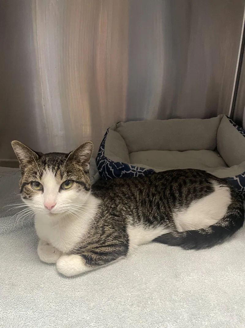 An adult medium-sized male Tabby cat named Cisco for adoption in Georgetown, KY