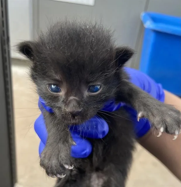 A baby medium-sized male Domestic Short Hair cat named Soup for adoption in Dallas, TX