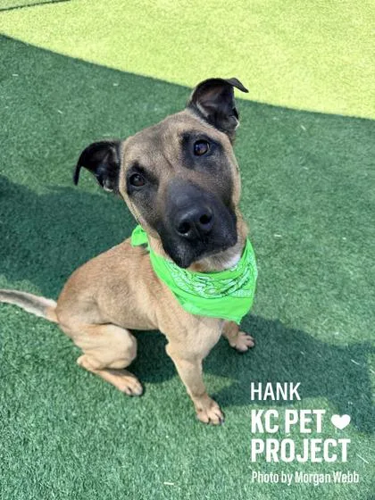 An adult large-sized male Brown / Chocolate Mixed Breed dog named Hank for adoption in Kansas City, MO