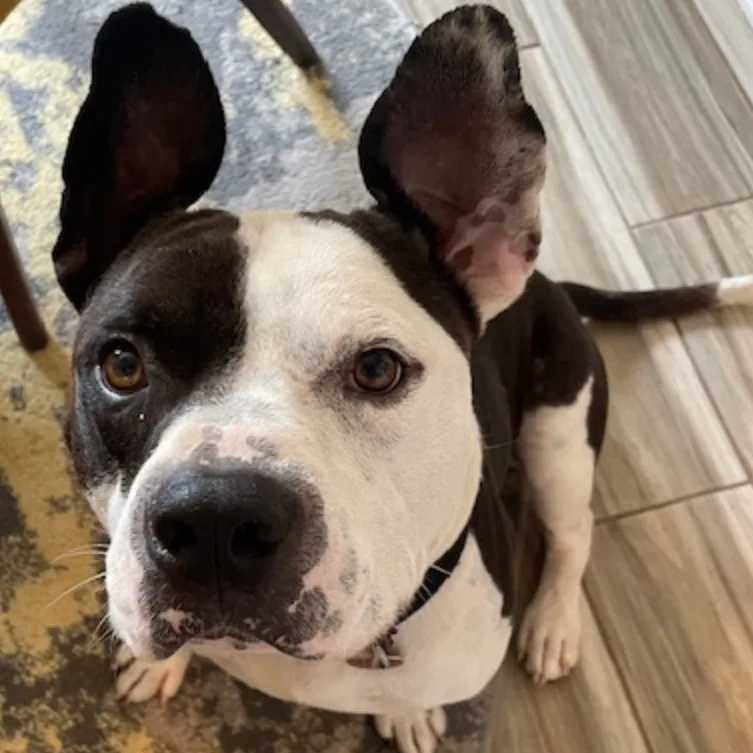 Bubba Charlie thumbnail 2