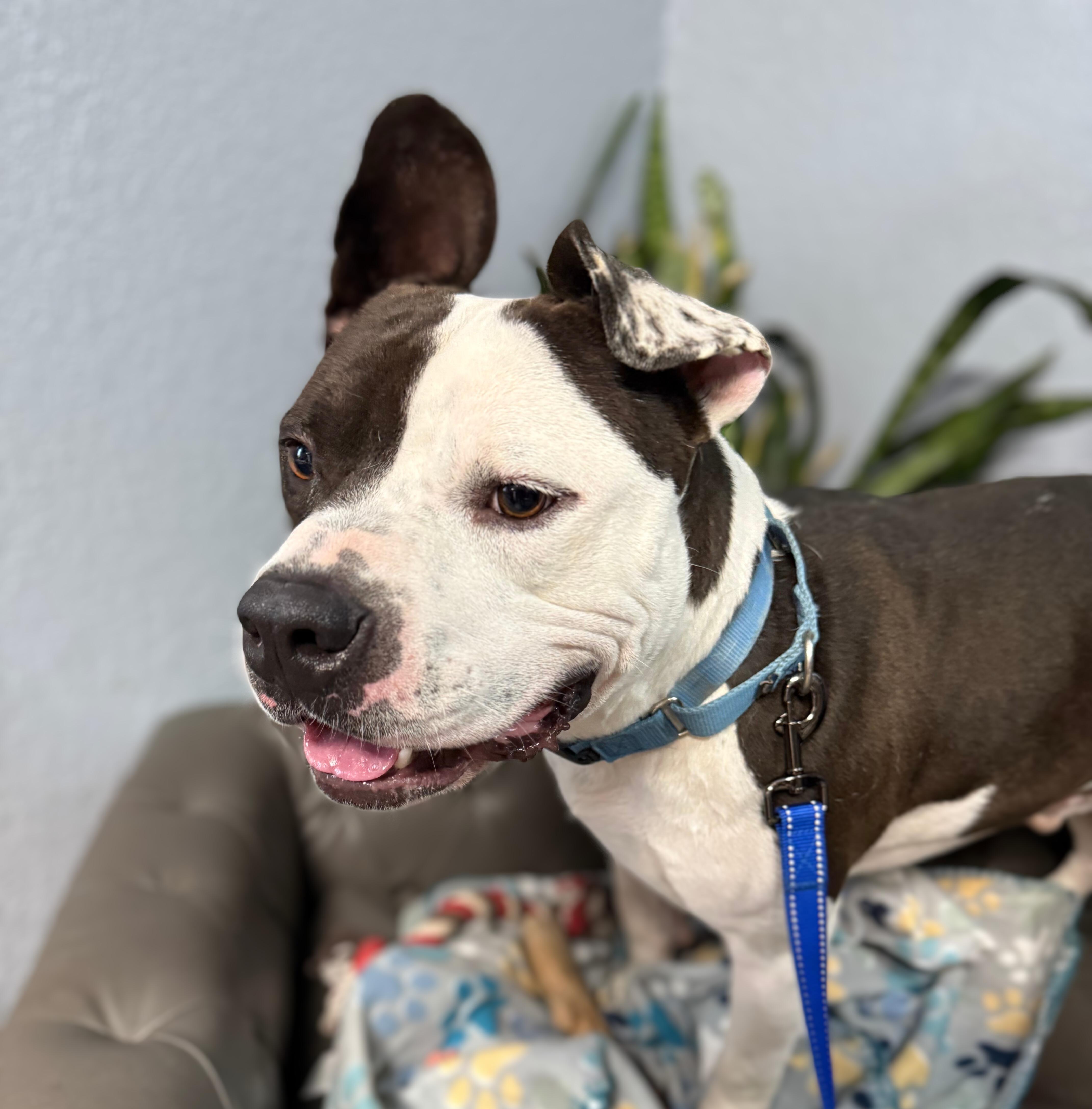 Bubba Charlie thumbnail 3