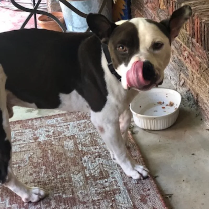 Bubba Charlie thumbnail 4