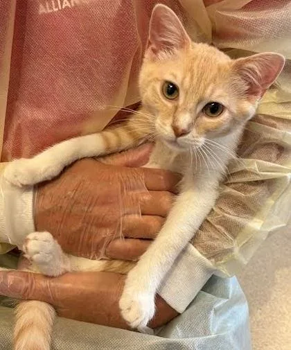 A baby medium-sized male Domestic Short Hair cat named Pachuki for adoption in Washington, DC