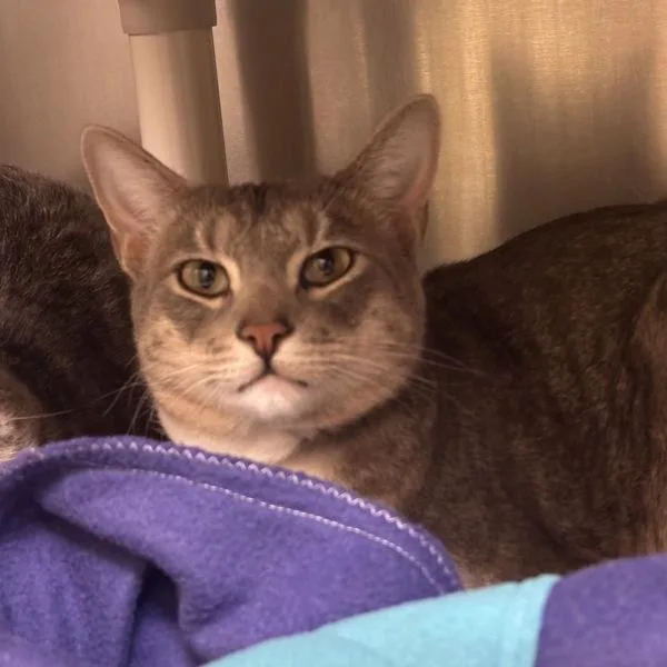 A young large-sized male Domestic Short Hair cat named Xavier for adoption in Walnut Creek, CA