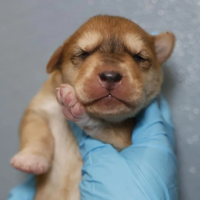 A baby small-sized female Husky dog named Betty for adoption in San Antonio, TX