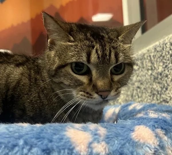 A senior medium-sized female Domestic Short Hair cat named Martha Stewart for adoption in Golden, CO