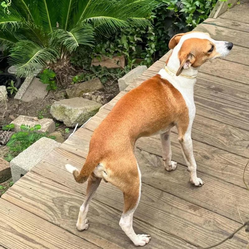 A young small-sized male Whippet dog named Rudy for adoption in Lucedale, MS