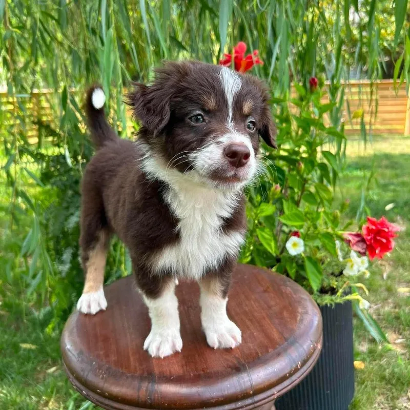A baby small-sized male Black Border Collie dog named Mocha for adoption in Jackson, MO
