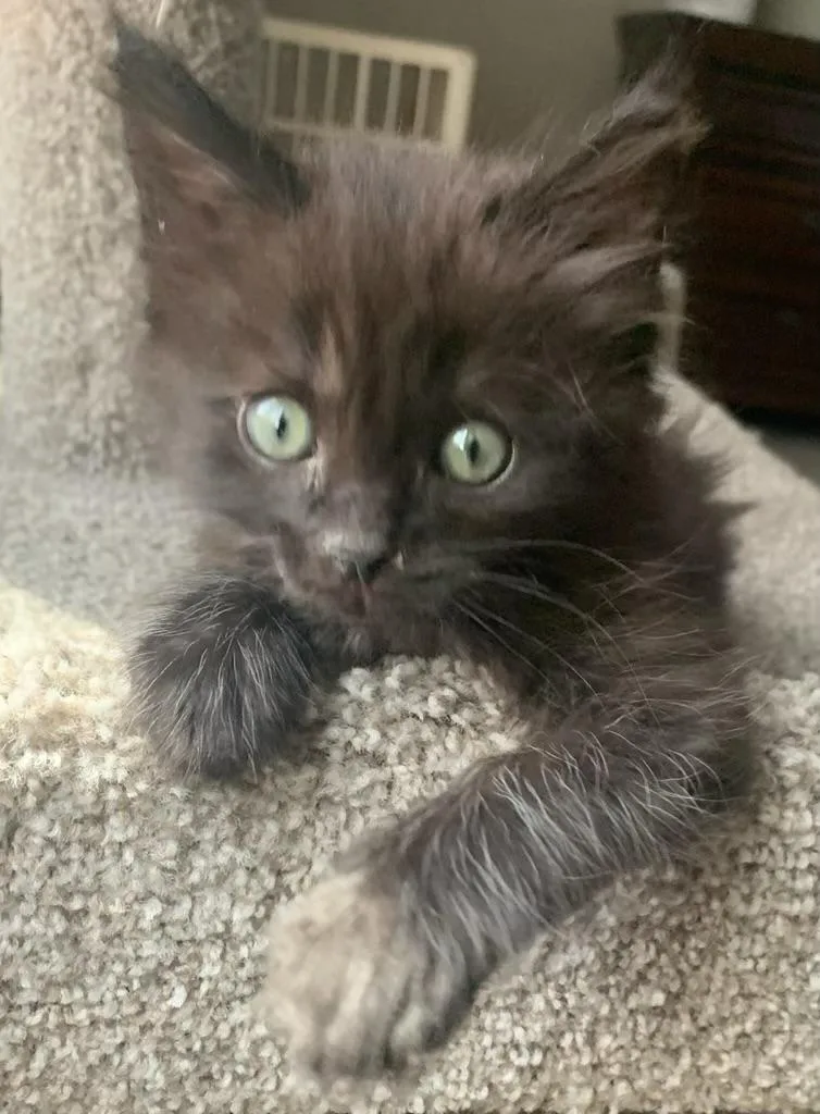 A baby medium-sized male Black Domestic Long Hair cat named Splat for adoption in Pasco, WA