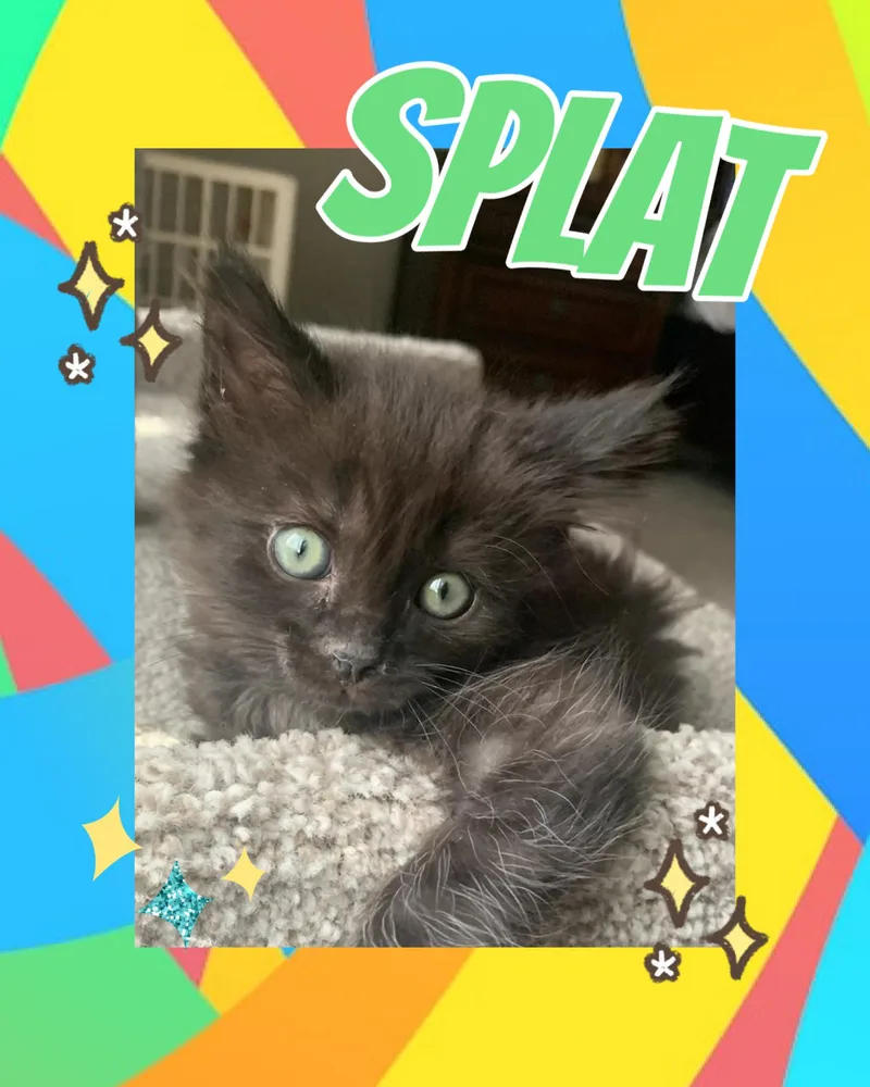 Splat thumbnail 2