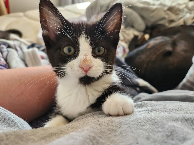 A baby medium-sized female Black & White / Tuxedo Domestic Short Hair cat named Downy for adoption in Wheaton, IL