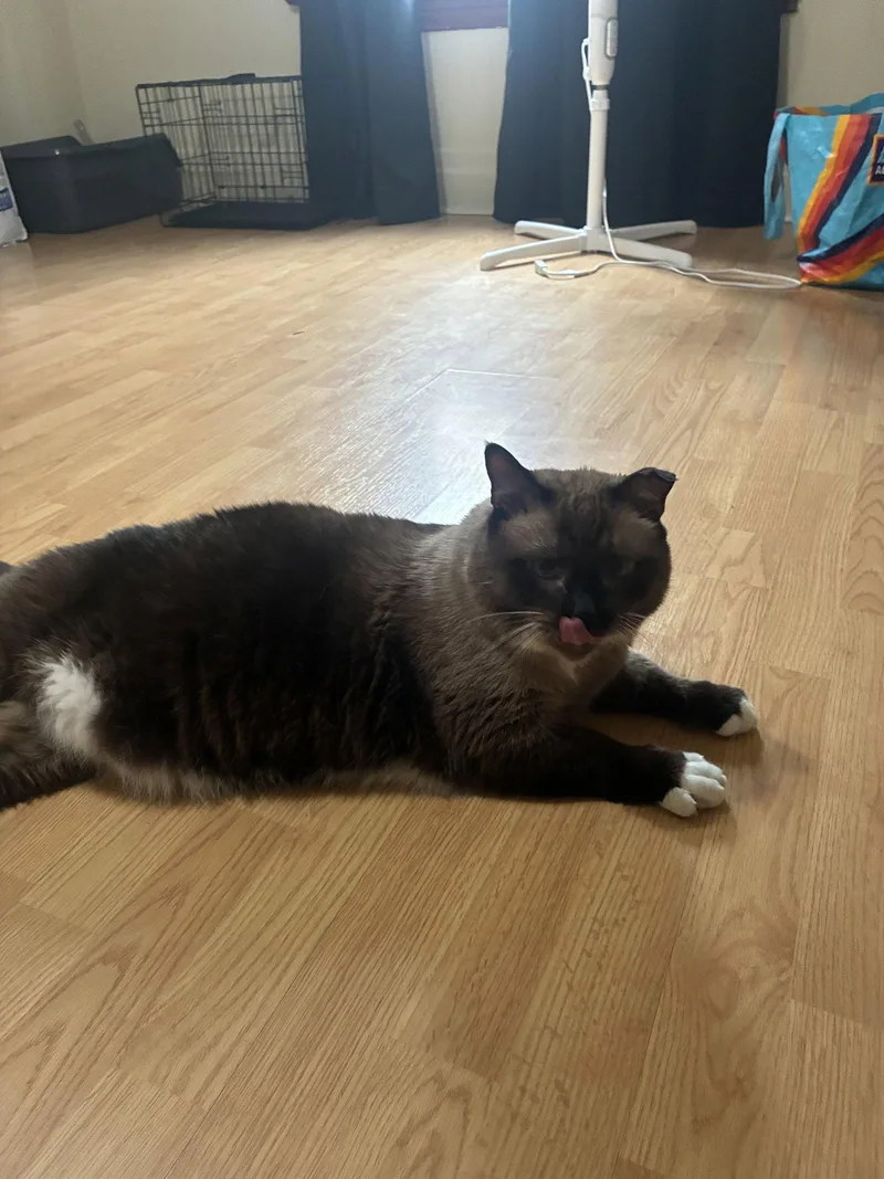 A senior large-sized male Siamese cat named Billy Bob for adoption in Riverside, CA