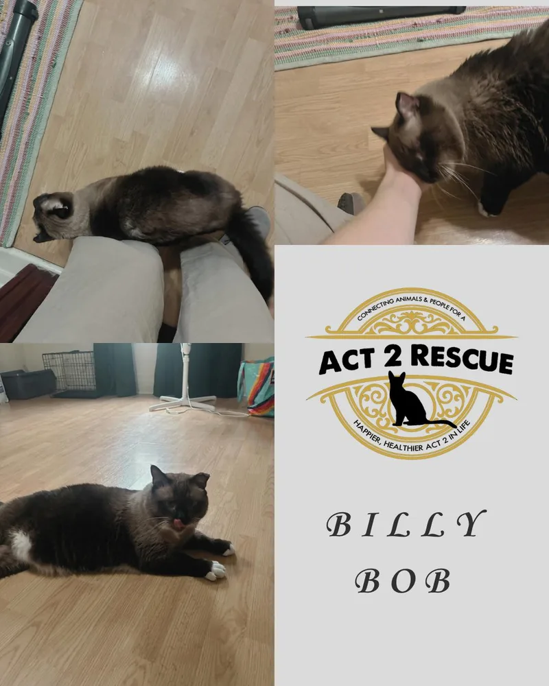 Billy Bob thumbnail 2