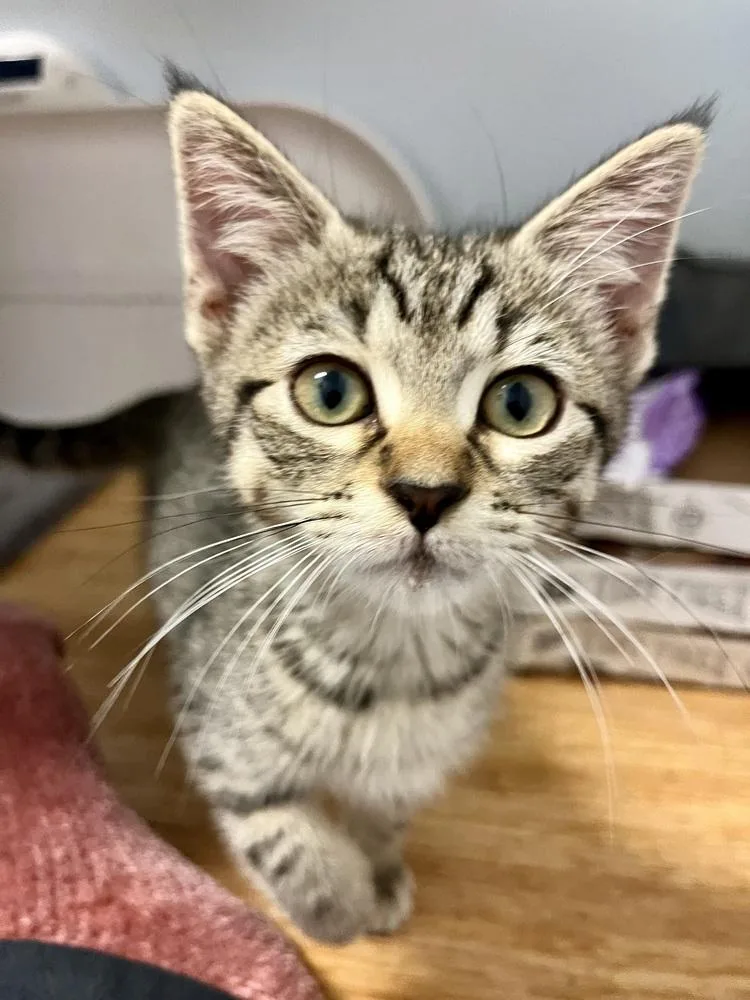 A baby small-sized male Gray / Blue / Silver Domestic Short Hair cat named Stevie Ray Vaughn for adoption in Emerald Isle, NC