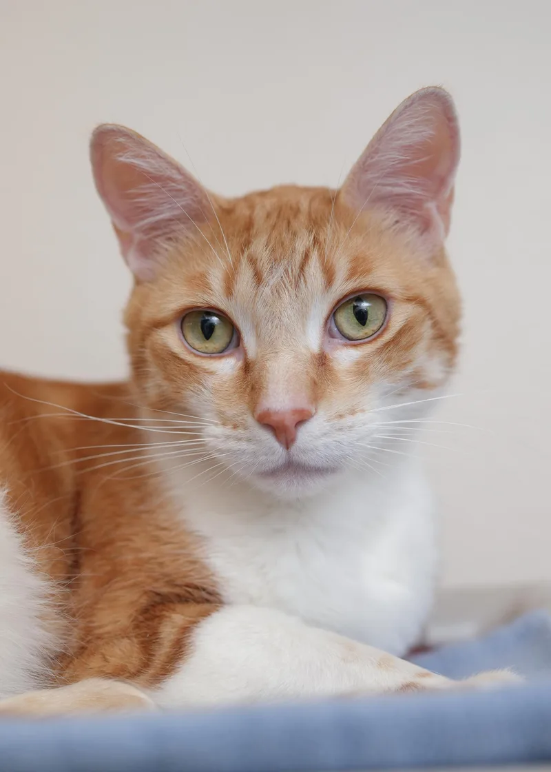An adult medium-sized male Tabby (Orange / Red) Domestic Short Hair cat named Wrex for adoption in Boise, ID