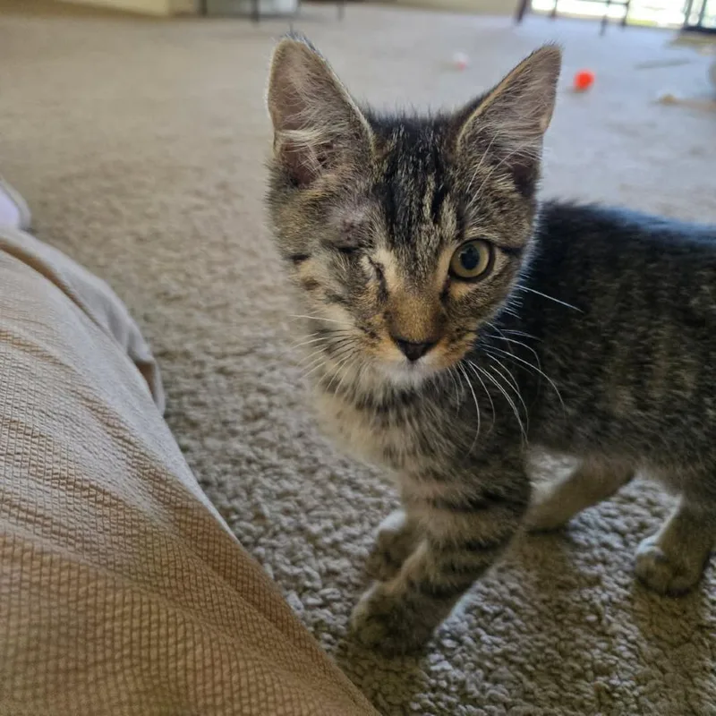 Colin Bridgerton thumbnail 2