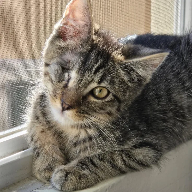 Colin Bridgerton thumbnail 3