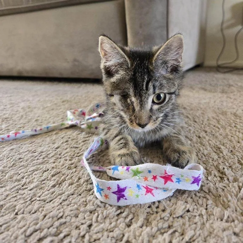 Colin Bridgerton thumbnail 4