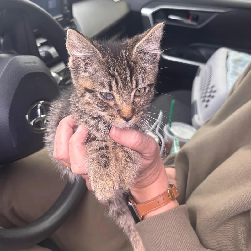 Colin Bridgerton thumbnail 6