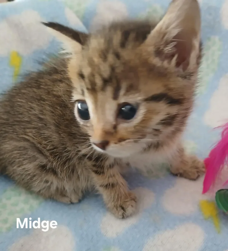 Midge & Footybonded
