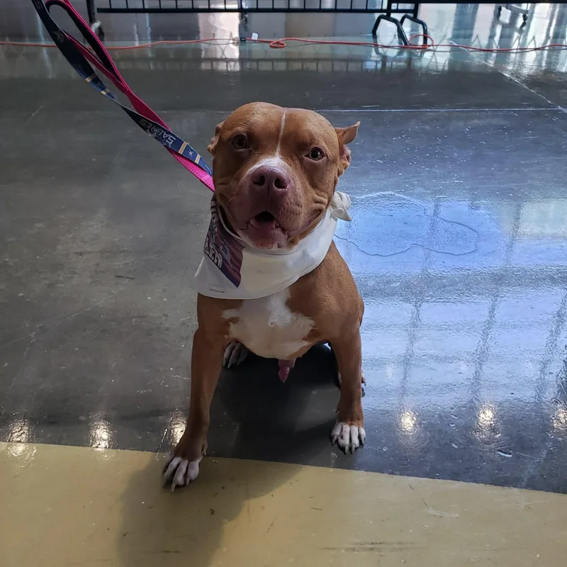 A young medium-sized male Yellow / Tan / Blond / Fawn Pit Bull Terrier dog named Peter for adoption in Buffalo, NY