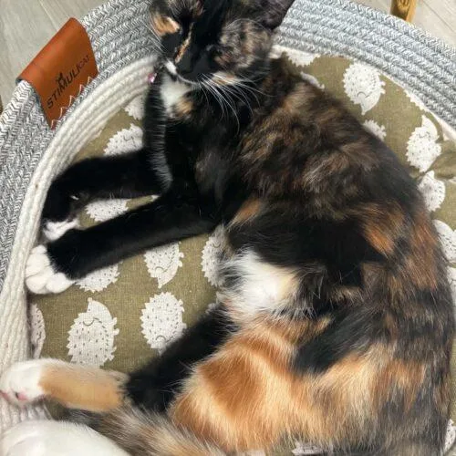 A baby medium-sized female Calico Domestic Medium Hair cat named Starr for adoption in Tampa, FL