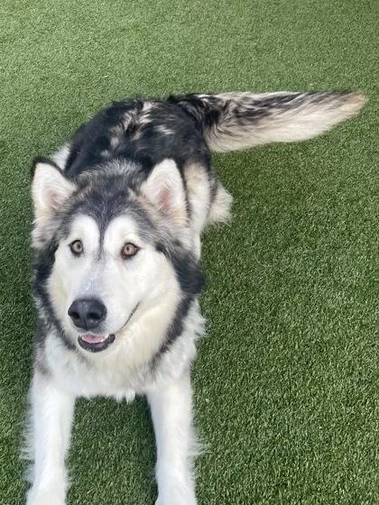 An adult large-sized female Alaskan Malamute dog named Madonna for adoption in Independence, MO