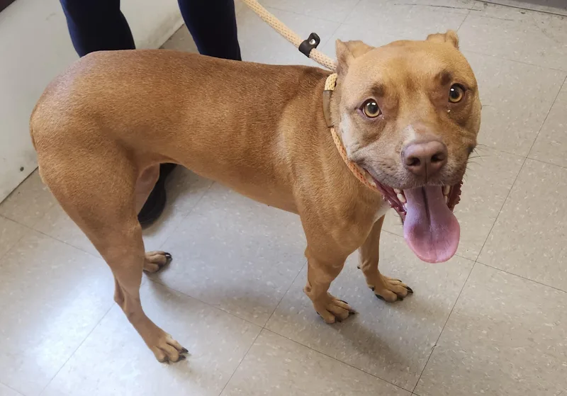 A young medium-sized female Brown / Chocolate Pit Bull Terrier dog named Summer for adoption in Clayton, NJ