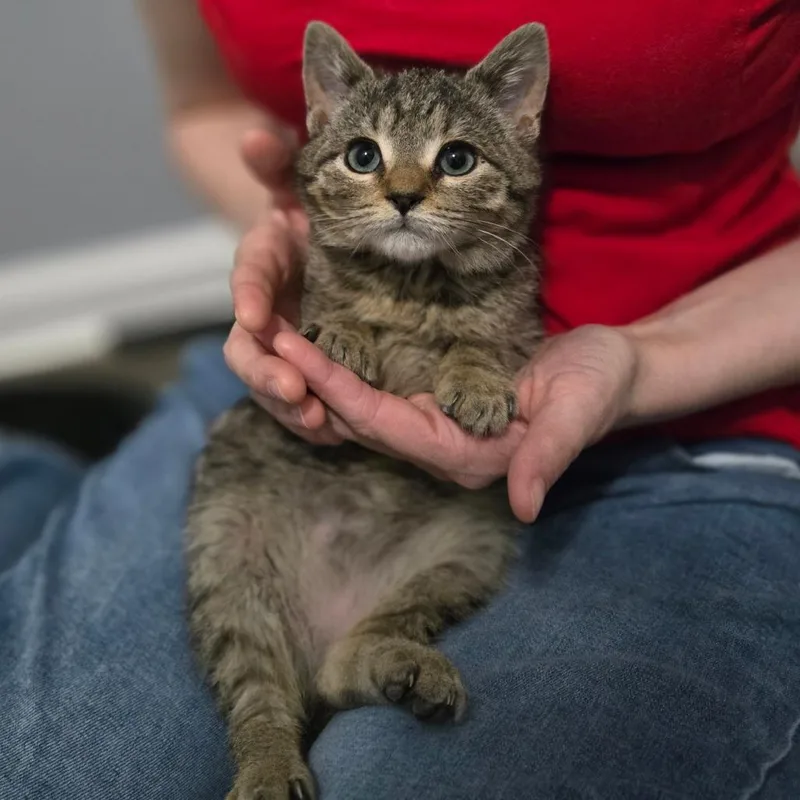 A baby small-sized female Brown / Chocolate Domestic Short Hair cat named Lumi for adoption in Greenville, NC